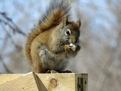 Animal outdoors squirrel