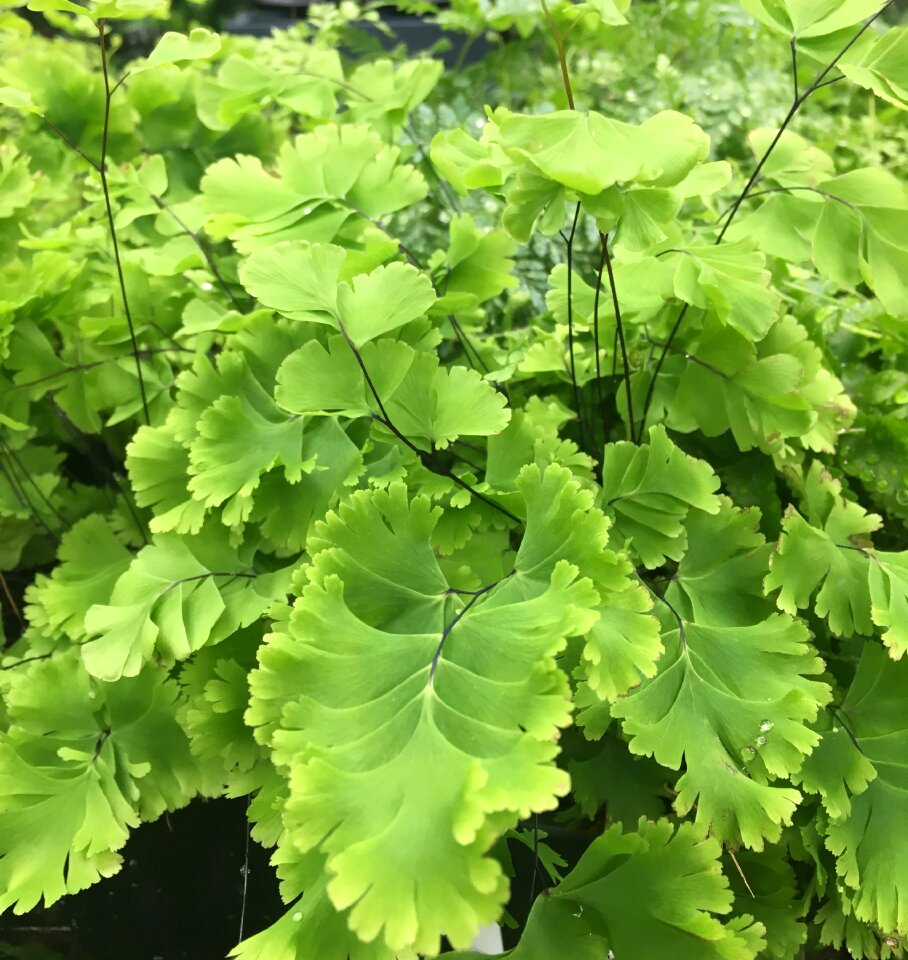 Green growth garden
