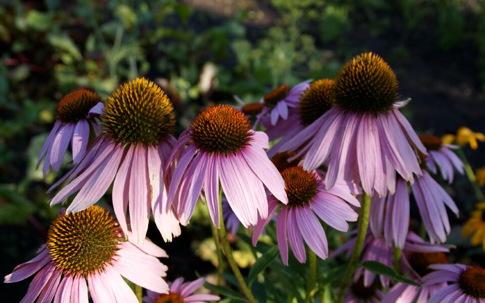 Bokeh nature garden
