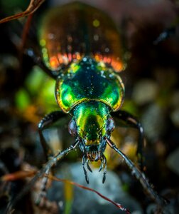 Nature increase macro