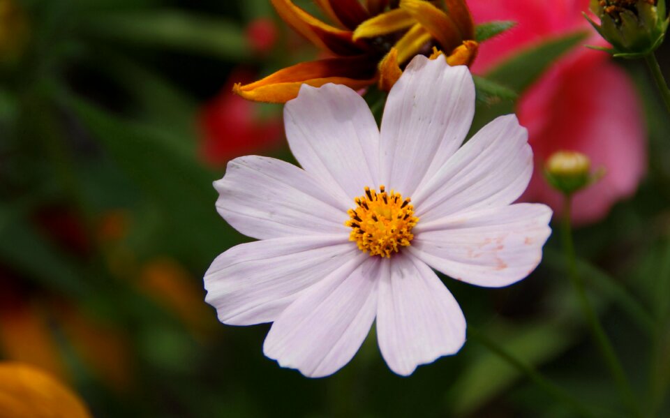 Bokeh nature garden