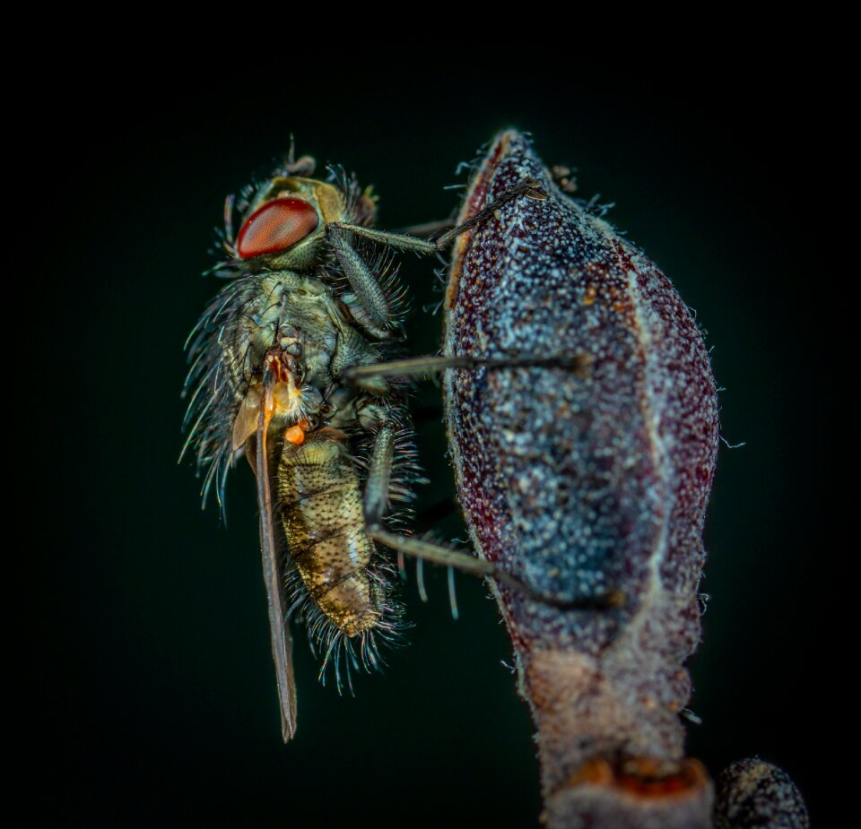 Biology no one macro