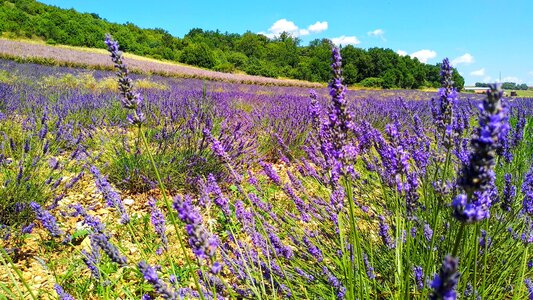 Violet summer beauty