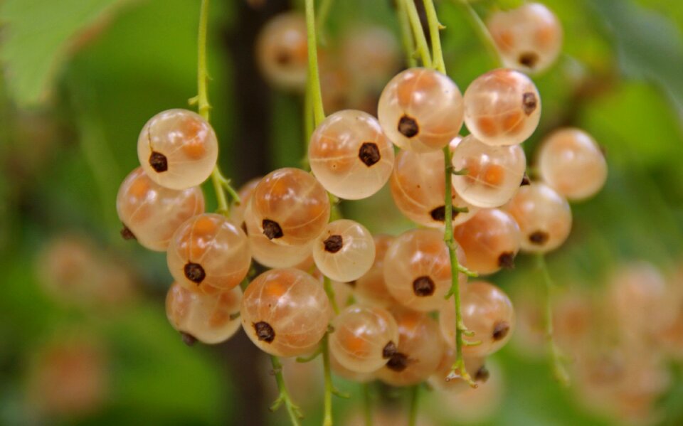 Bokeh nature garden