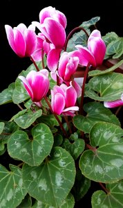Plant garden pot plant