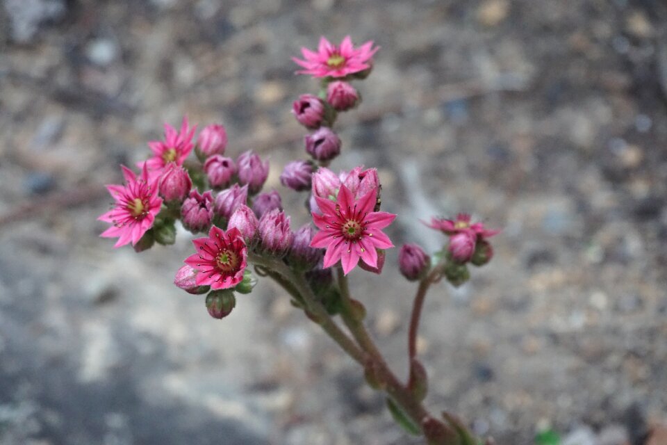 Purple succulents flora