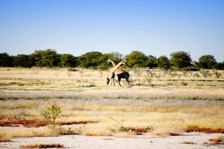 Animal wildlife tall