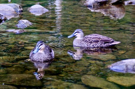 Nature wilderness plumage