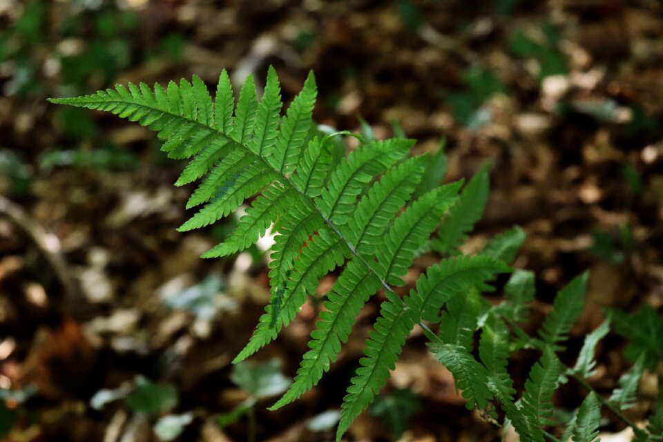 Plant green close up