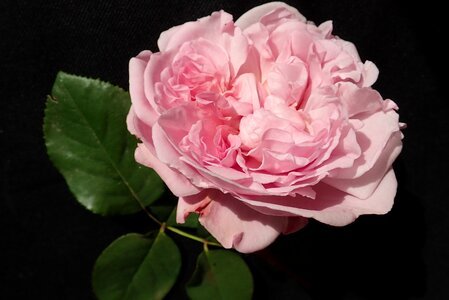 Fragrant romantic bloom photo