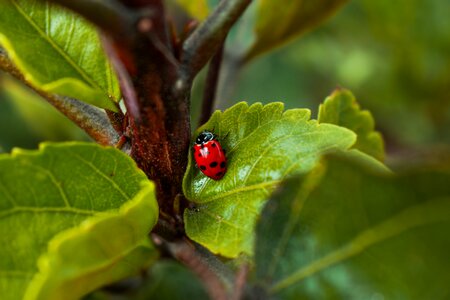 Red summer nature