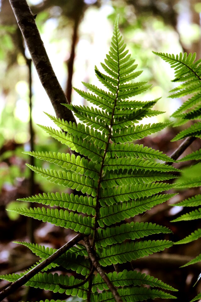 Plant green close up