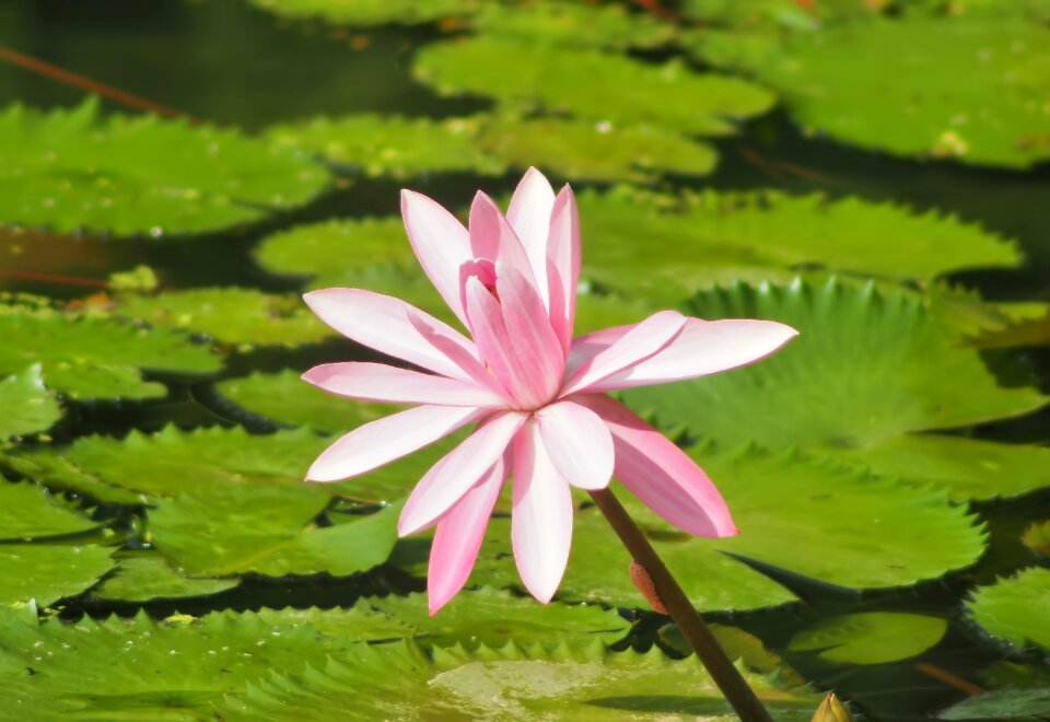 Leaf flower outdoors