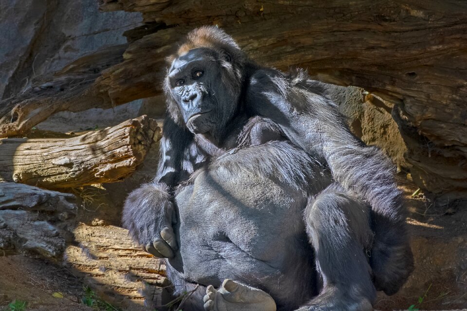 Zoo primate silverback