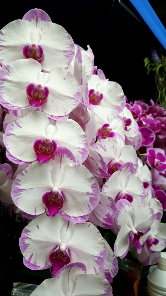 Decoration white flower white flowers