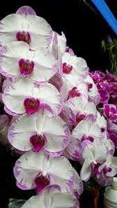 Decoration white flower white flowers