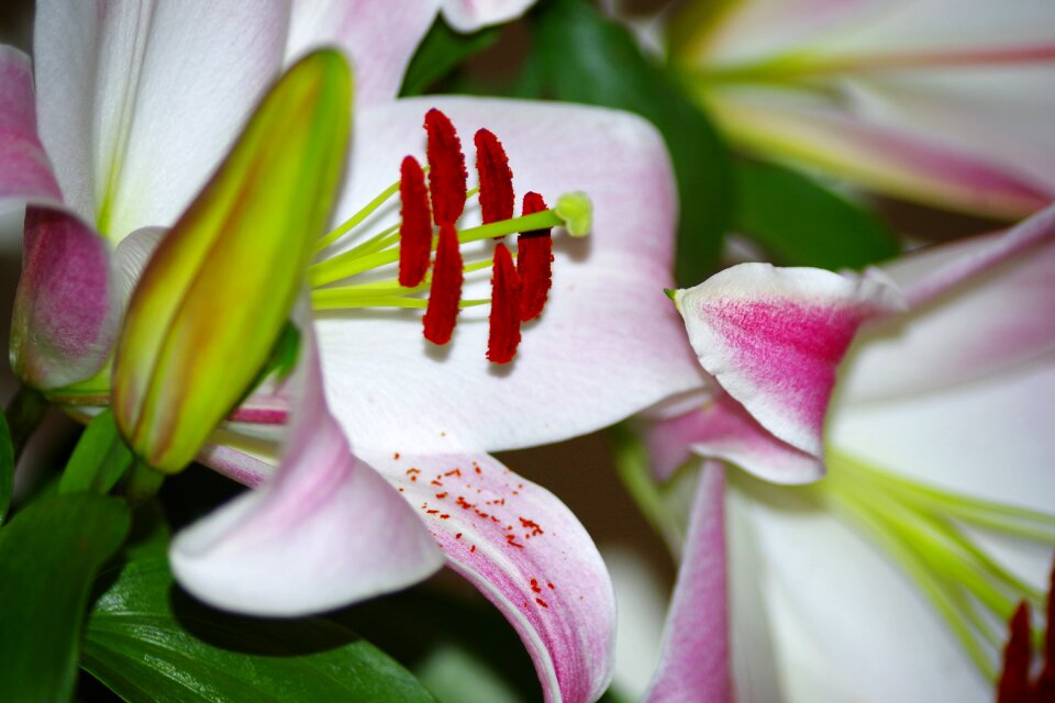 Pistil pink petals