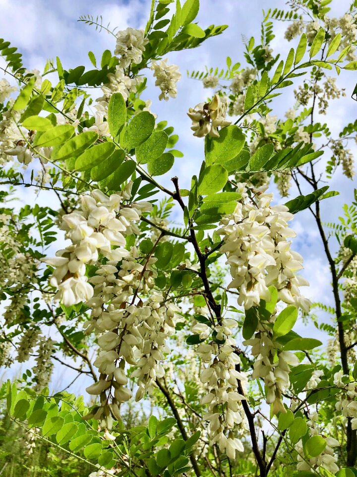 Black locust bloomed false acacia robinia pseudoacacia