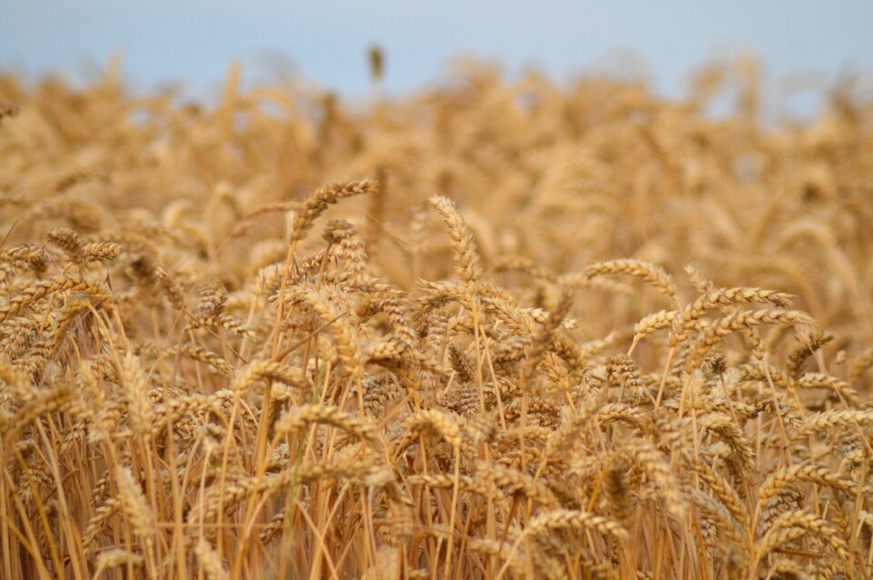 Agriculture summer landscape