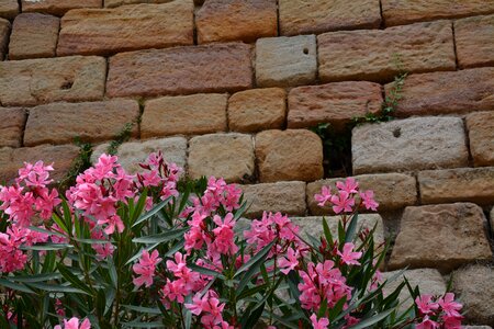 Pink wall plants photo