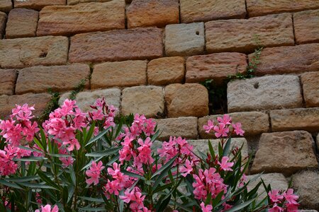 Pink wall plants