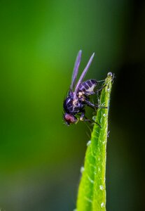 Insect macro fly