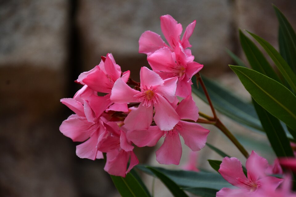 Pink flower nature