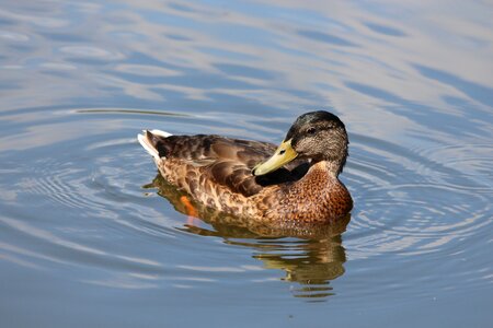 Duck bird bird feathered race photo