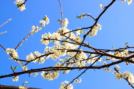 Blue sky season nature photo