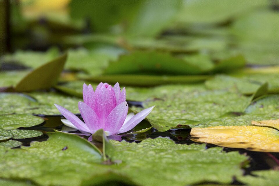 Lotus aquatic plants summer