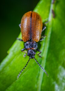 Macro beetle sheet