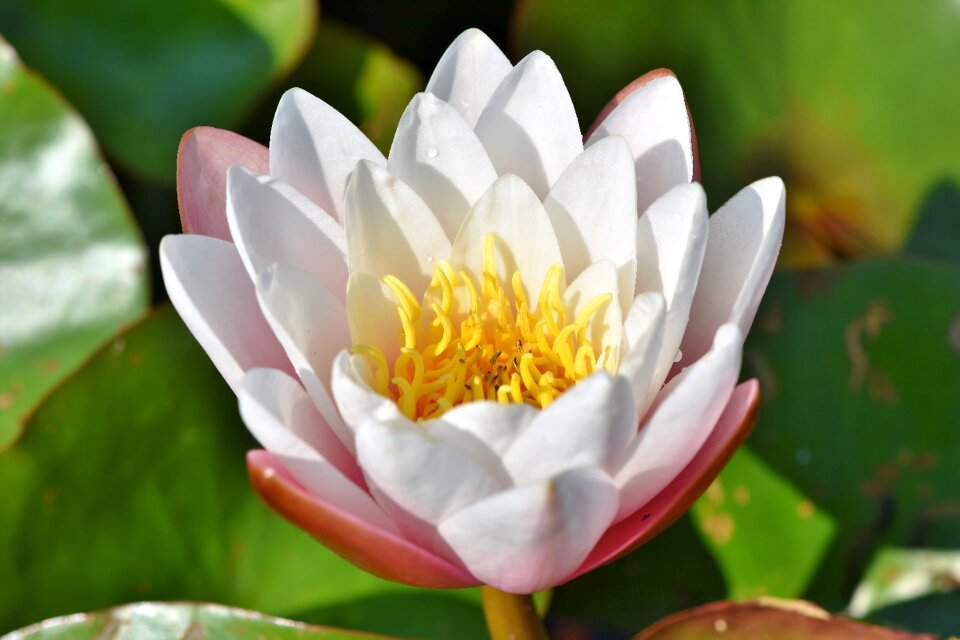 Bloom nuphar lutea water flower
