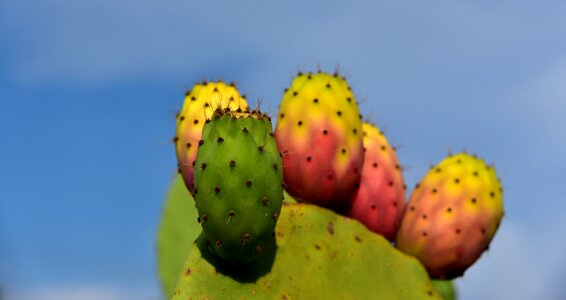 Plant cactus greenhouse fruits