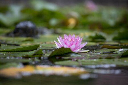 Lotus aquatic plants summer