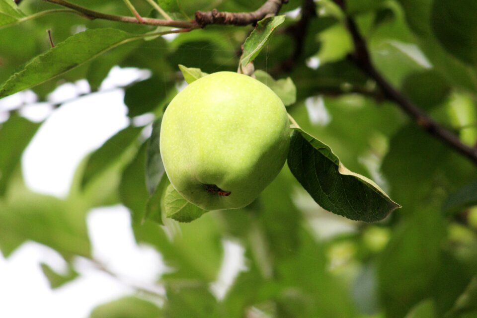 Apple on tree indian apple green