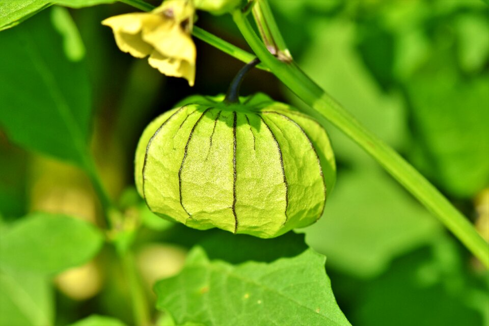 Judenkirsche nachtschattengewächs ornamental plant