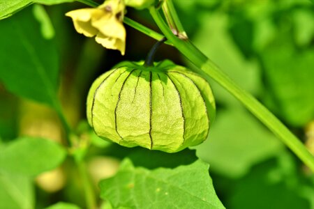 Judenkirsche nachtschattengewächs ornamental plant