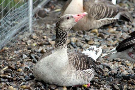 Grey goose duck waterfowl