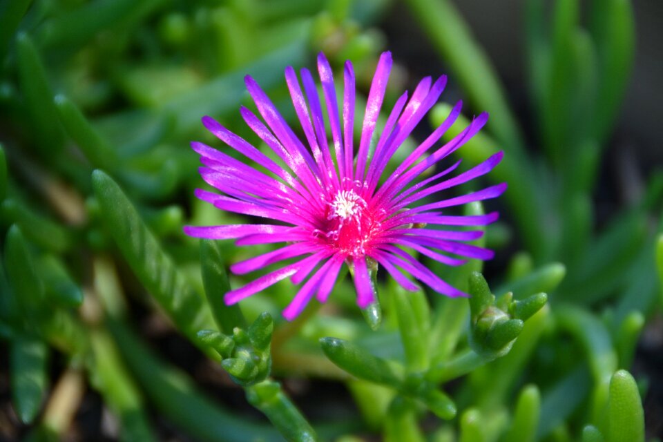 Plants nature petals photo