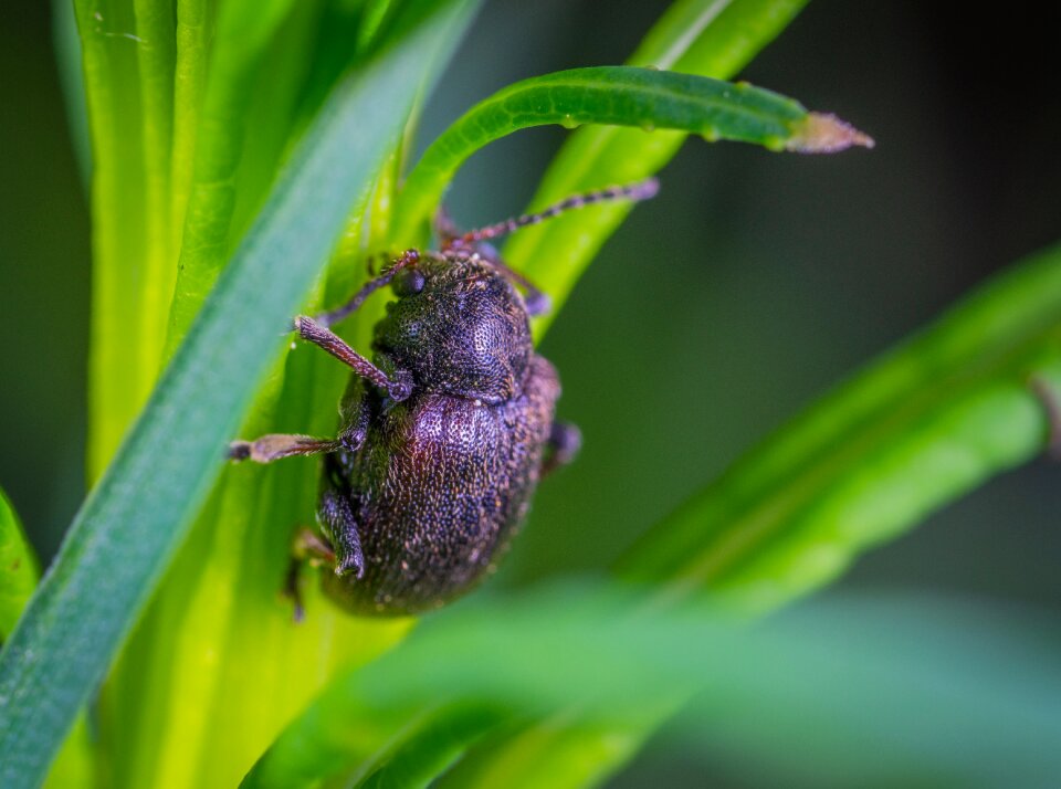 The leaf beetle macro insect