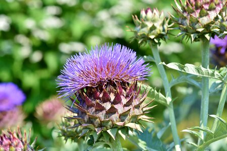 Medicinal plant plant tasty
