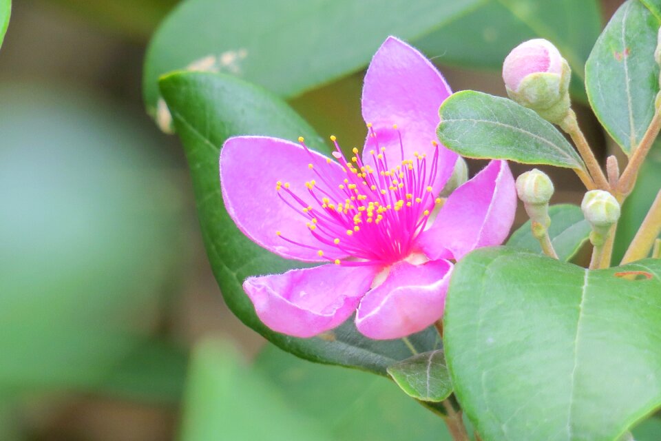 Flowering plant fresh