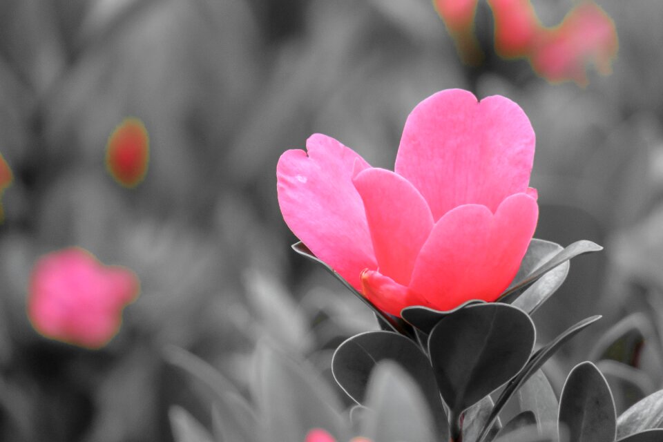 Petal in full bloom leaf