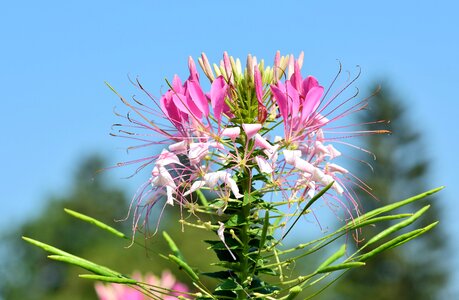 Cleomaceae stamens blossom