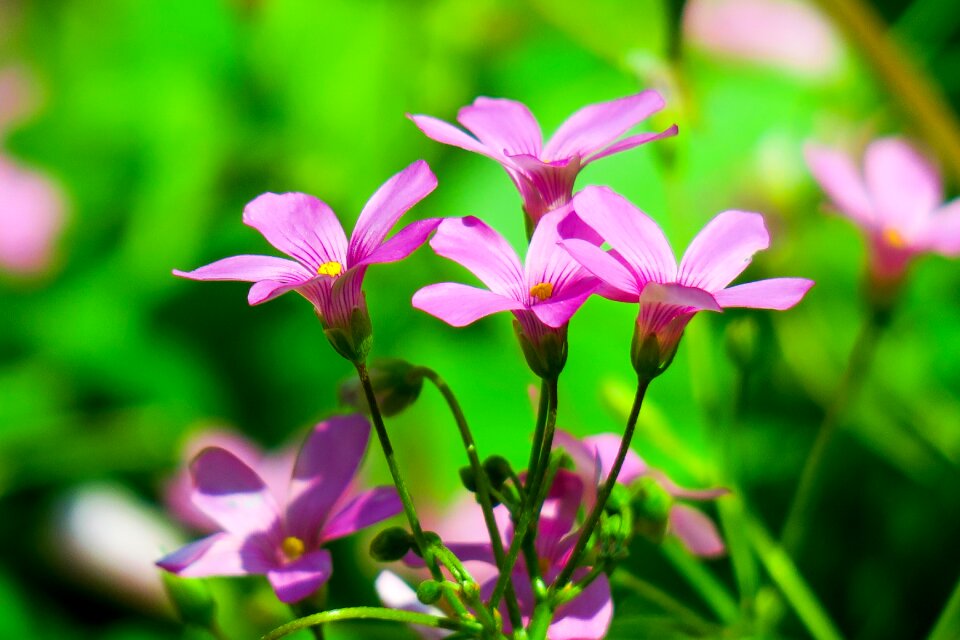 Flowering plant fresh