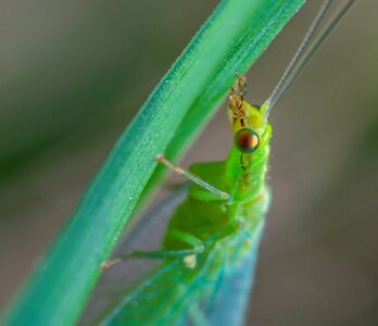 Zlatovlaska insect macro