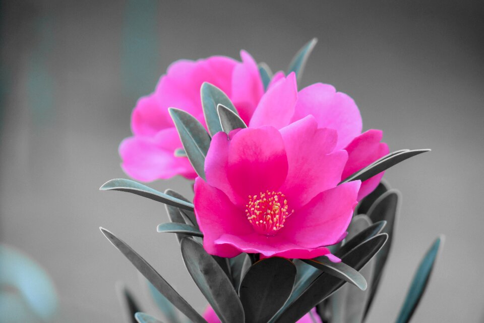 Petal in full bloom leaf