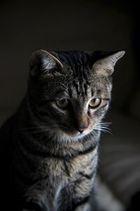 Pets cat eyes animal portraits