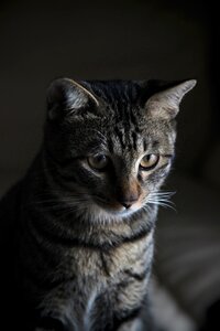 Pets cat eyes animal portraits photo