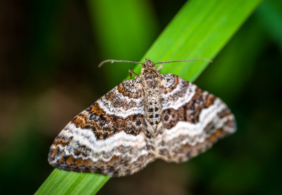 Macro butterfly blade of grass